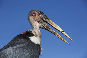 شاهد الصور...'المارابو ستورك' طيور عملاقة تتعايش مع البشر