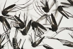 تجربة علمية قد تكون سبب انتشار فيروس 'زيكا'