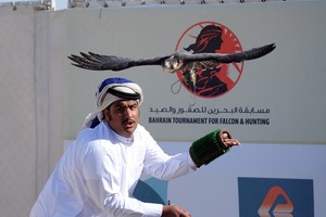 غدا إقامة مسابقة الصيد بالصقور 'النوع الحر'