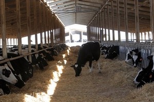 الكويت.. «هيئة الزراعة» تحظر استيراد جميع أنواع المجترات من أرمينيا