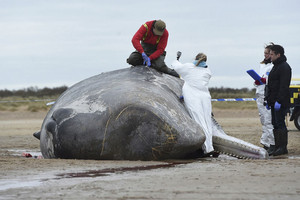 بالصور.. نفوق حيتان العنبر على شواطئ بحر الشمال