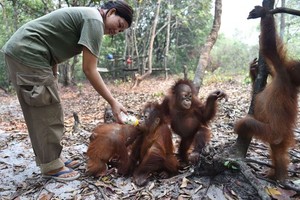 مدرسة لتعليم صغار إنسان الغاب مهارات البقاء