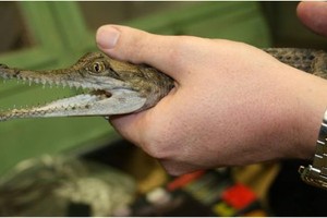 رجل يلقي تمساحاً داخل مطعم بولاية فلوريدا الأميركية