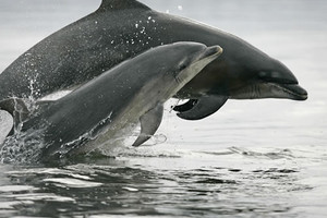 قراصنة يعطلون مواقع إلكترونية احتجاجاً على قتل الدلافين في اليابان