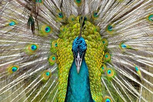 صدق أو لا تصدق... الطاووس طائر ضار في الهند!