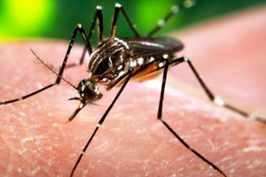 السعودية تكثف جهودها للوقاية من فيروس 'زيكا'