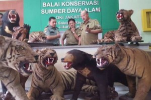 وزير إندونيسي يتنازل للدولة عن حيوانات محنطة بطريقة 'غير قانونية'