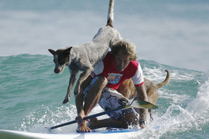 بالصور... كلاب في أستراليا تطارد الأمواج بدلا من الفئران