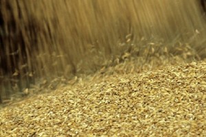 روسيا تريد زيادة صادرات القمح إلى الإمارات