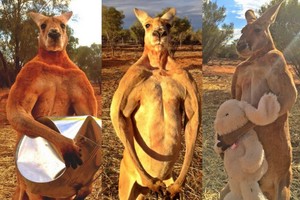 'روجر'... كنغر استرالي 'مفتول العضلات' يجذب المعجبين 