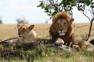 أسود هاربة تتجول بالعاصمة الكينية قبل عودتها لمحمية طبيعية