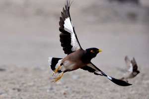 طائر المينا على ساحل كرباباد