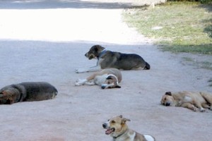 مواطن يشكو هجوم الكلاب الضالة أثناء ممارسته المشي مع أسرته بمدينة حمد 