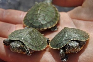 منع كندي من اقتناء السلاحف بعد أن هرب 38 سلحفاة في بنطاله