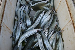 بالصور... أسعار الأسماك ترتفع مجدداً بعد انخفاضها الأسبوع الماضي