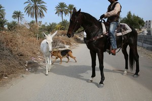 بالصور... صداقة بين حصان وكلب وحمار... ومالكهم يصطحبهم في نزهة يومية! 