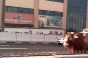 بالصور... بقرة تتسبب بعرقلة حركة المرور ساعتين في الشارقة