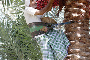 الحاج حمزة آل إبراهيم: أُميّز نوع النخلة من سعفها وجذعها... 