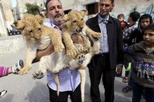 فلسطيني يبيع منزله لشراء نمر مفترس