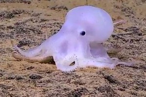 اكتشاف اخطبوط 'شبح' على عمق كبير 