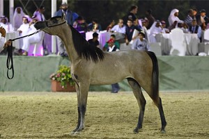عاهل البلاد يوجه ناصر بن حمد لتطوير سلالات الخيل العربية