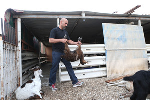 الكلاب الضالة تقتل 15 رأساً من الأغنام وتهجم على العامل في إسطبل بسلماباد