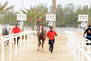 الاتحاد الملكي للفروسية ينهى كافة الإجراءات لانطلاق كأس الخليج للقدرة