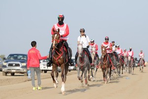 ناصر بن حمد يتوج فرسان الإمارات بالمراكز الثلاثة الأولى للفردي والفرق في بطولة مجلس التعاون '1' للقدرة