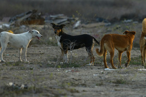 بالصور... مواطنون يشكون مهاجمة الكلاب الضالة بالقرب من مقبرة كرانة