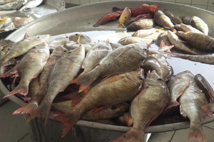 بالصور... توقعات بانخفاض تدريجي لأسعار الأسماك 