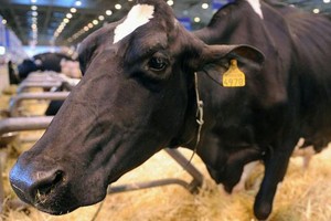 فرنسا تعلن الاشتباه في حالة إصابة بجنون البقر