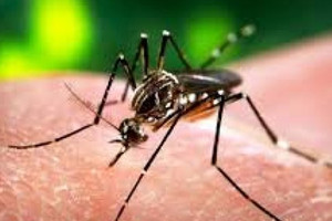 ﻿البرازيل: ارتفاع حالات الإصابة المؤكدة والمحتملة لصغر حجم الرأس إلى 5200