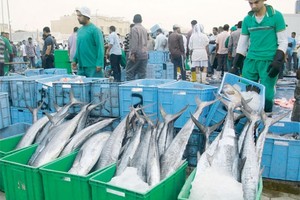 قطر تحظر تصدير الأسماك بحراً