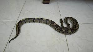 طُرد  من المطعم ... فأطلق فيه أفعى من أربعة أمتار