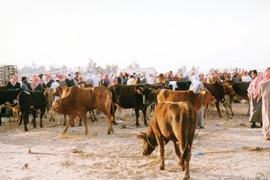 السعودية.. الشرقية.. إعدام 2600 بقرة مصابة بالعقد الجلدي