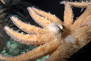 المفترس يُفترس ولو بعد حين 