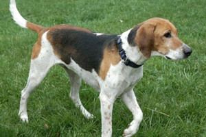 كلب يثير إنذاراً أمنياً في مصرف أميركي بسبب تشابه اسمه مع 'داعش'