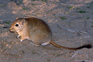 مدينة باكستانية تخصص مكافأة للقضاء على الجرذان