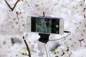 أزهار الكرز تتفتح في شوارع طوكيو معلنة بدء 'الربيع'