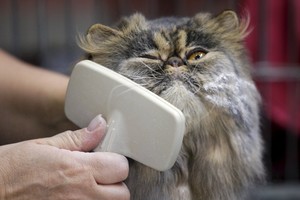 بالصور... اختيار ملكة جمال القطط في روما