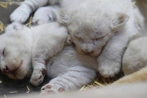 ولادة ثلاثة أشبال بيضاء في حديقة حيوانات في فرنسا 