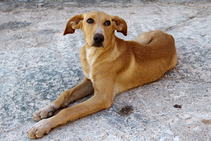 74 جلدة لإيراني قتل كلبا 