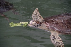 السلاحف الخضراء في فلوريدا لم تعد 'في خطر' 