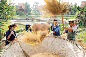 توقعات كبيرة بارتفاع إمدادات الحبوب العالمية في 2016