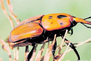 معالجة 41 % من النخيل المصاب بالسوسة الحمراء في الأحساء