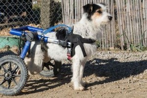 بريطاني يتخلى عن عمله ويسافر إلى طنجة المغربية للعيش رفقة 150 كلباً في غرفة