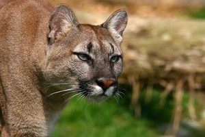 أسد جبلي يقتحم فناء مدرسة في لوس أنجلوس