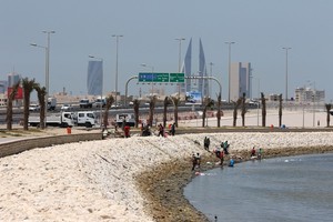 بالصور... استخراج الطحالب (الشبأ) لاستخدامه في عمليات الصيد 