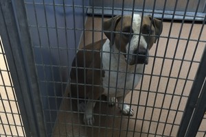 كلب يقتل طفلاً رضيعاً في كاليفورنيا