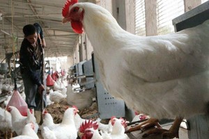 عودة إنفلونزا الطيور إلى لبنان